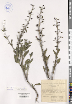 LE 01027302