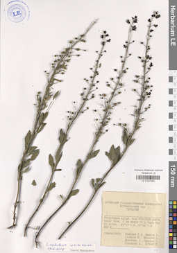 LE 01027303