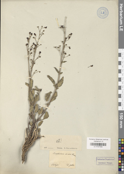 LE 01027383