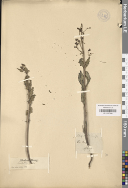 LE 01027384