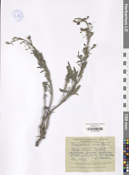 LE 01027386
