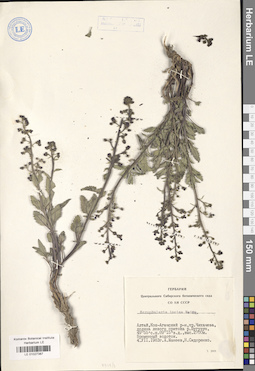 LE 01027387