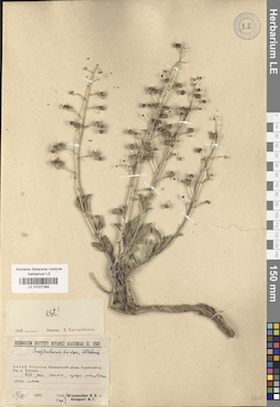 LE 01027389