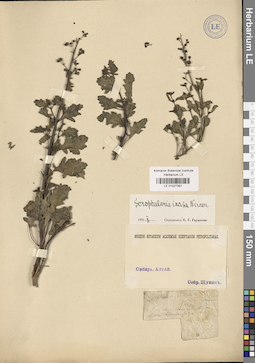 LE 01027391