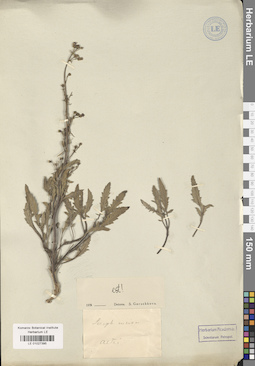LE 01027395