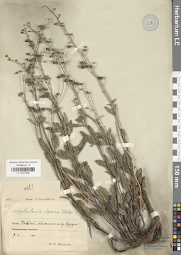 LE 01027396
