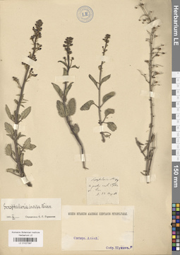 LE 01027397