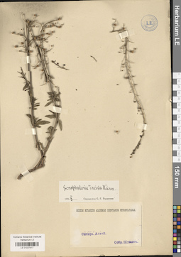 LE 01027417