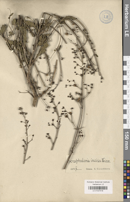 LE 01027418