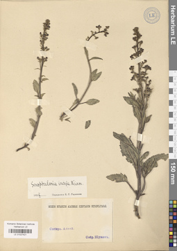 LE 01027421