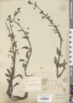 LE 01027426