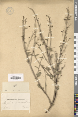 LE 01027427
