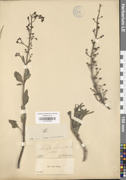 LE 01027428