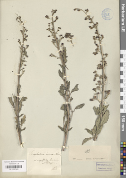 LE 01027429