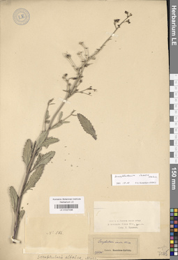 LE 01027436