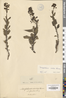 LE 01027439