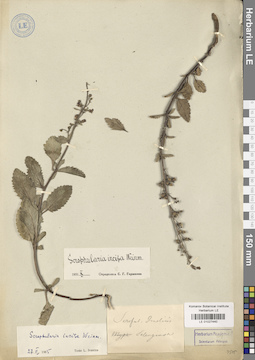 LE 01027440