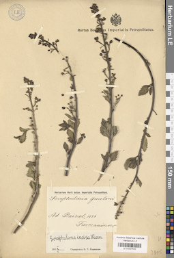 LE 01027442