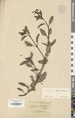 LE 01027453