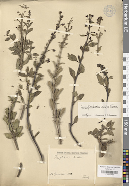 LE 01027455