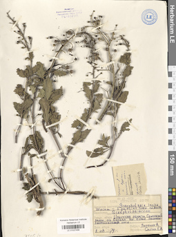 LE 01027456