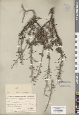 LE 01027474