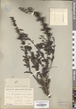 LE 01027482