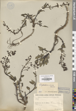LE 01027490
