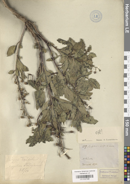 LE 01027496