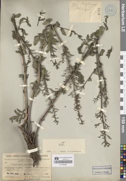 LE 01050662