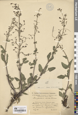 LE 01050670