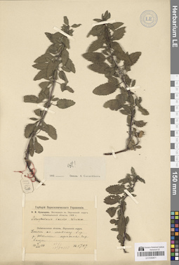 LE 01050671