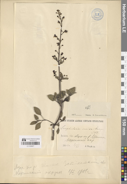 LE 01050677