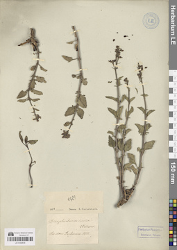 LE 01050678