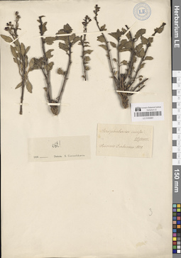 LE 01050681