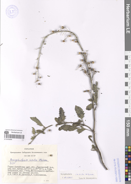 LE 01053604