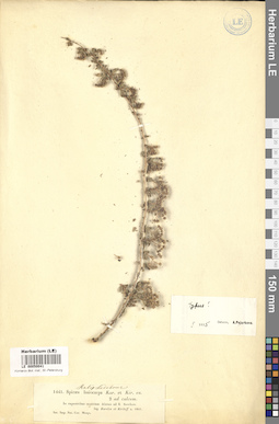 LE 00050041