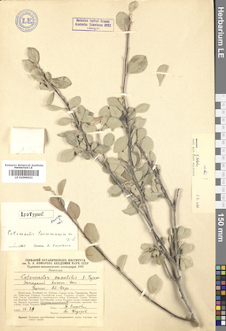 LE 01009621