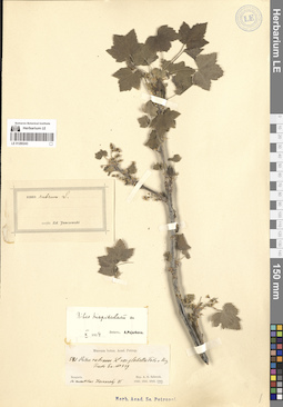 LE 01280243