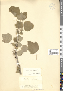 LE 01280245