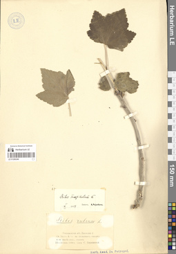 LE 01280246
