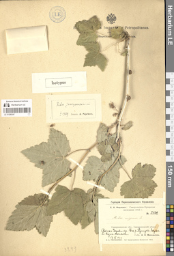 LE 01280247