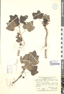 LE 01280262