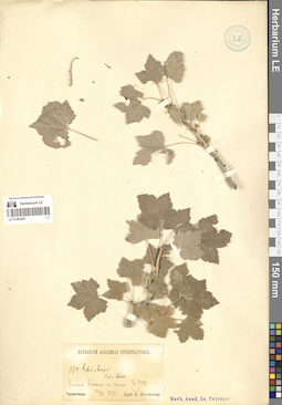 LE 01280268