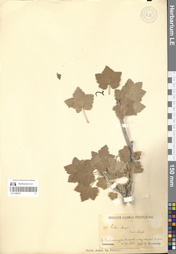 LE 01280271