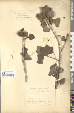 LE 01280285
