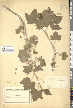 LE 01280291