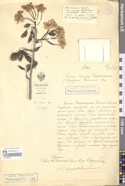 LE 01280335
