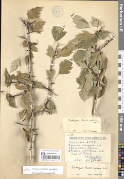 LE 00051128
