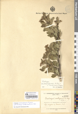 LE 00051151